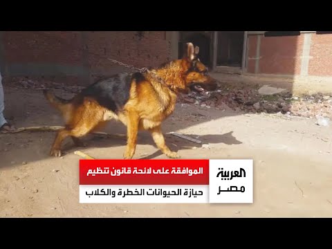 اقتناؤها يحتاج لترخيص الحكومة تصدر لائحة قانون تنظيم حيازة الحيوانات الخطرة والكلاب