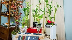 Lucky Bamboo Care and Display - Home & Family
