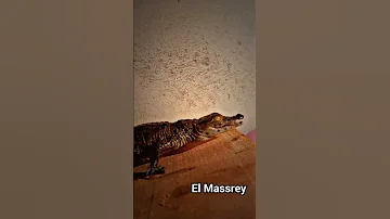 التمساح النيلي 