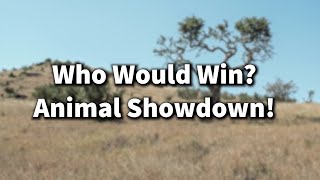 Animal Showdown: Hyena Vs. Honey Badger