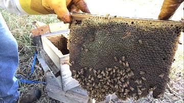 Warre Hive Honey Harvest