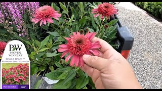Proven Winners' Double Coded Echinacea 🌿 'Garden Answer' Laura 🌿 Reston Farm Garden Market