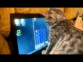 Funny cat playing zombitonic