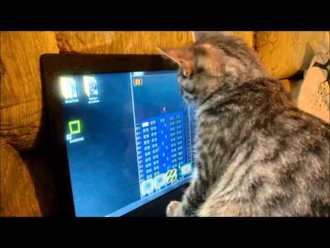 Funny Cat playing ZombiTonic!