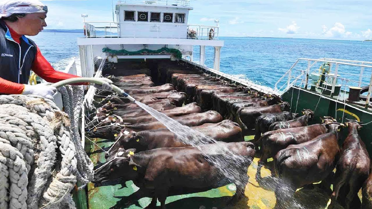 A VERDADE POR TRÁS DO TRANSPORTE DE GADO VIVO EM NAVIOS – Segredos sombrios revelados!