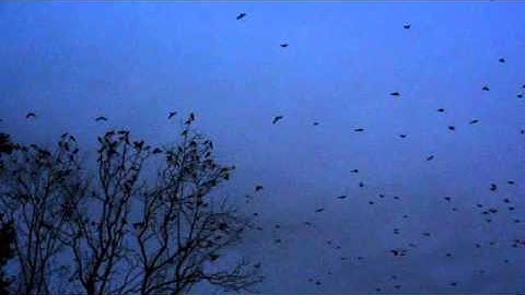 Bothell Washington Crow Roost