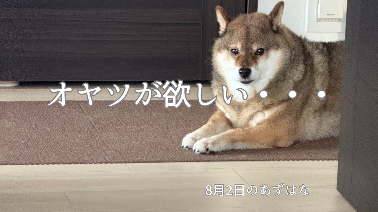 ８月も元気な胡麻柴とクールな黒柴