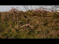 Hovering barn owl