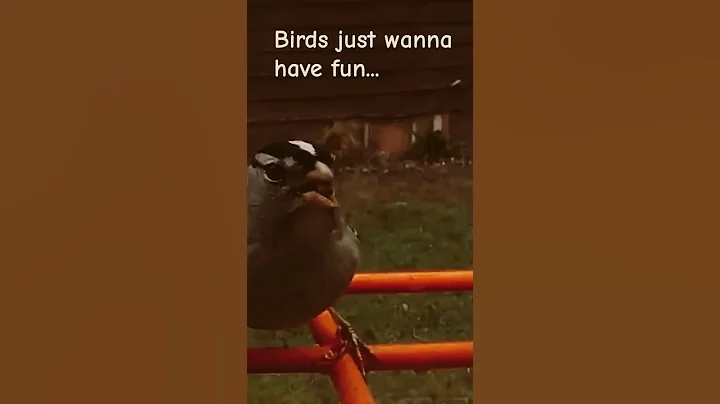 Birds just wanna have fun...