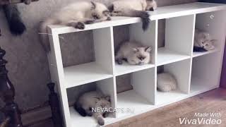 Apartment building for cats. Многоквартирный дом для кошек. by Neva Cats 48 views 4 years ago 28 seconds