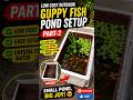 Low Cost Outdoor Guppy Pond Setup Part-2 🐟💧 Clear Water Upgrade! #guppy #fish #pond #shorts #viral