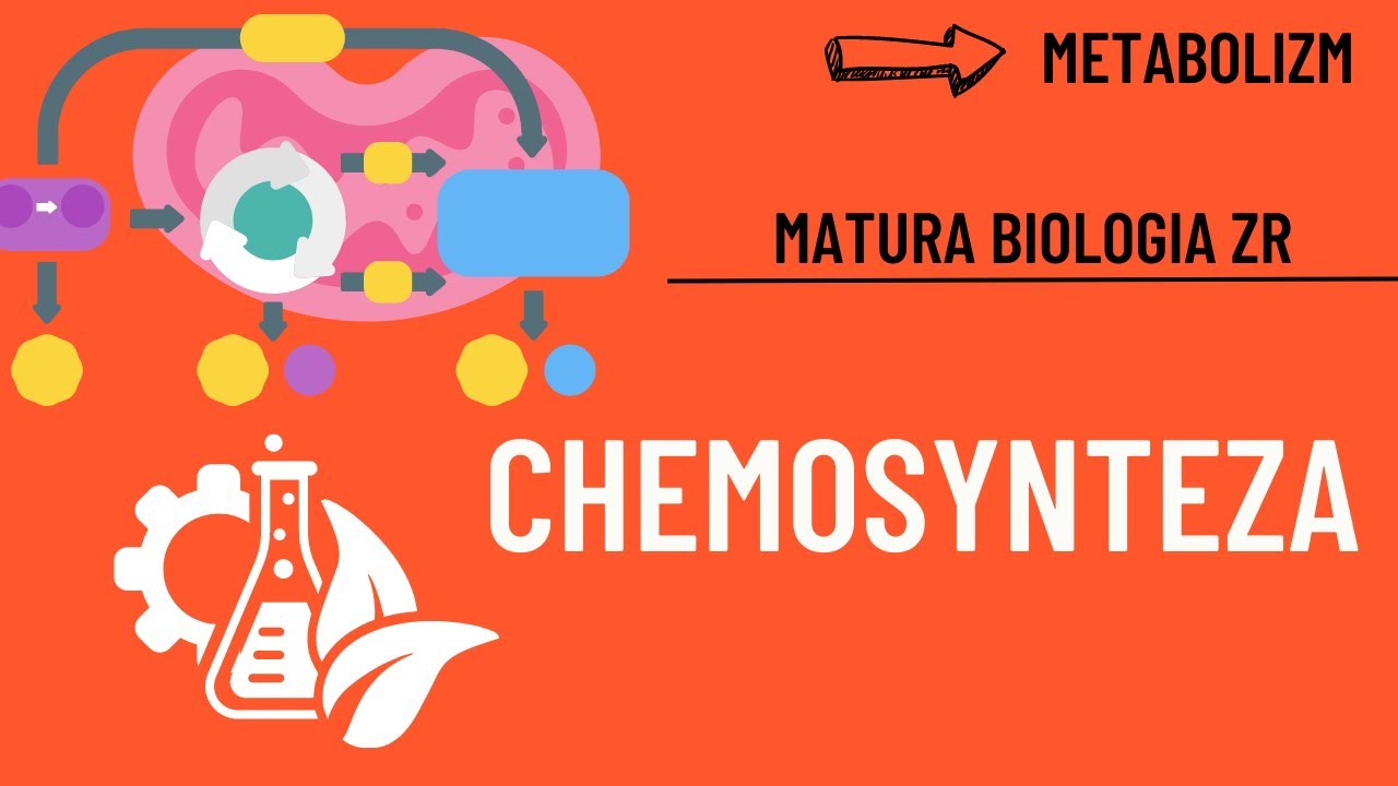 Fotosynteza I Chemosynteza Sprawdzian Nowa Era Chemosynteza. Matura Biologia ZR - YouTube