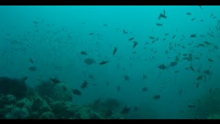 Science Today: A Fish Refuge | California Academy of Sciences