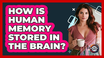 How Is Human Memory Stored In The Brain? - The Everyday Why