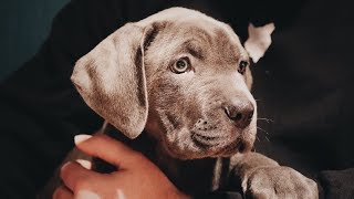 My Cane Corso Puppy Has Died