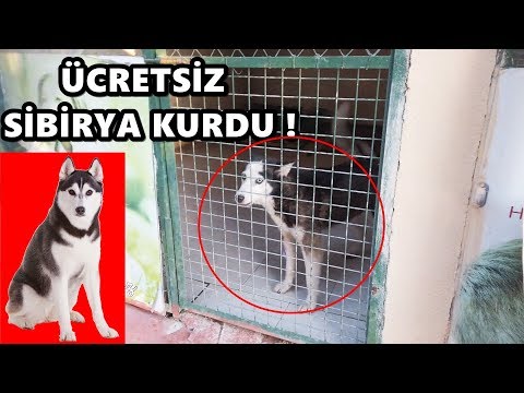 ÜCRETSİZ SİBİRYA KURDU SAHİPLENMEK !