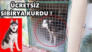 ÜCRETSİZ SİBİRYA KURDU SAHİPLENMEK !