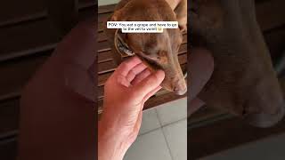 Feeling a bit sorry for himself today 😢😢😢 #vet #vomit #dachshund #sausagedog #doglife