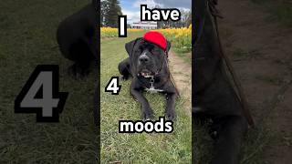 My dog has 4 moods #canecorso #cute #bestfriend #bulldog #funny  #puppies #sweet #ham #puppyshort