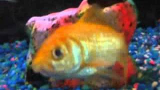 Gerardo Lagunes Fish Peces Poisson