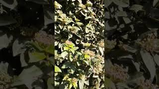 نبات افلوس غاري/رباطيه غاريه/Viburnum tinus/ فيبرنوم تيونس/من أروع وأجمل النباتات سهلة العناية