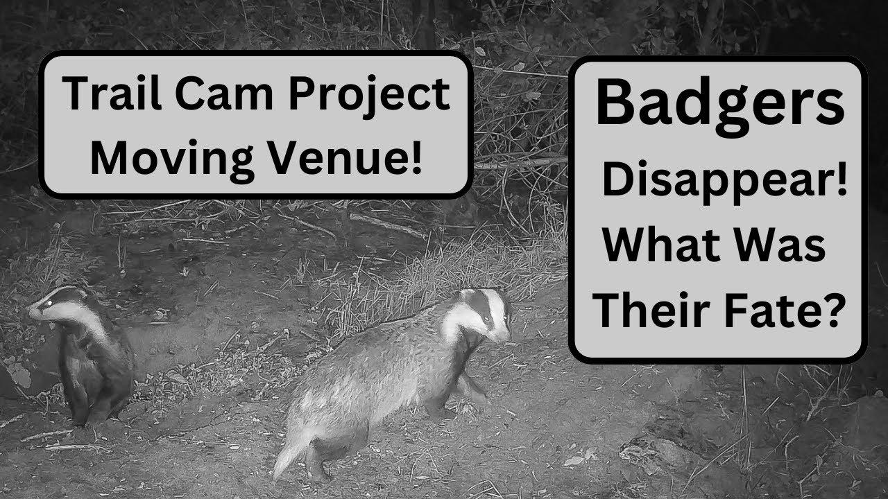 Project Elusive Trail Cam Project : Elusive Badgers, Young fox, Fallow Deer and more ...