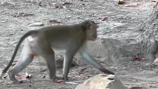 angkor monkeys