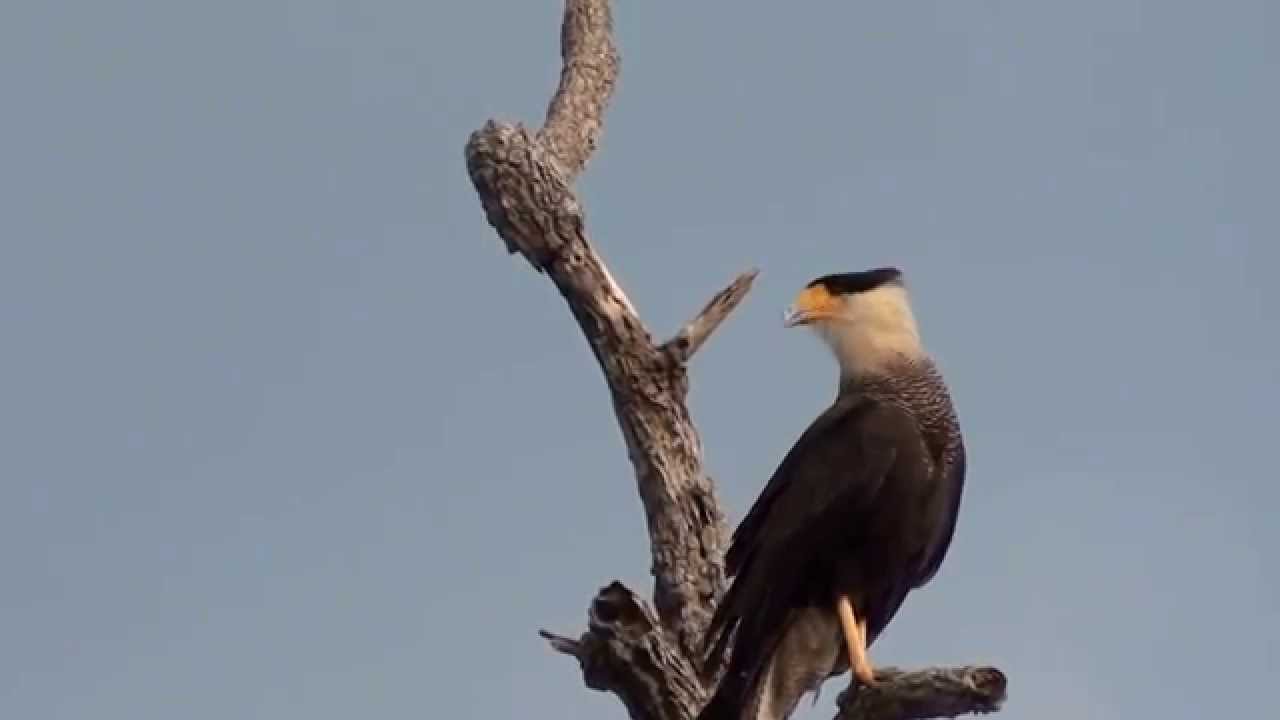 Sound Hawk Southern Caracara Caracara Plancus Birds Of Prey YouTube