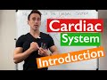 Introduction to the cardiac system