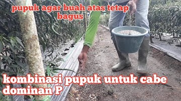pemupukan  tabur cabe agar buah atas besar besar.
