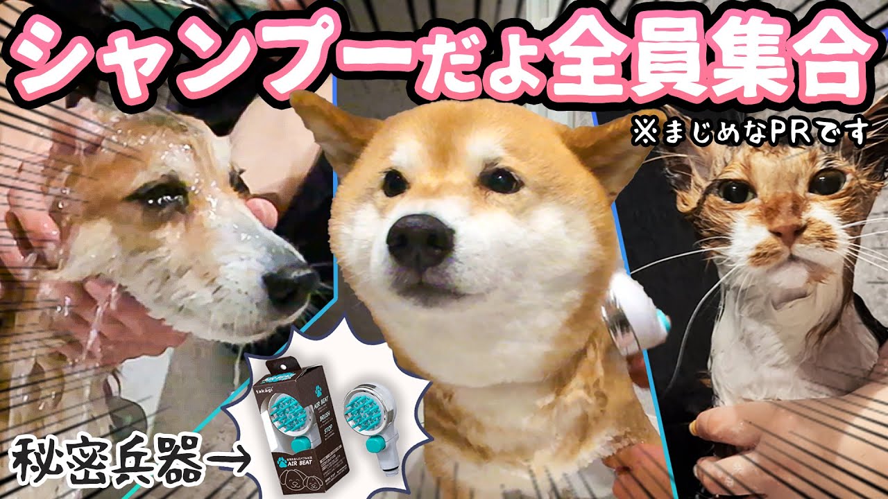 愛犬のバスタイムを快適にする、特別なシャワーヘッド「エアビート