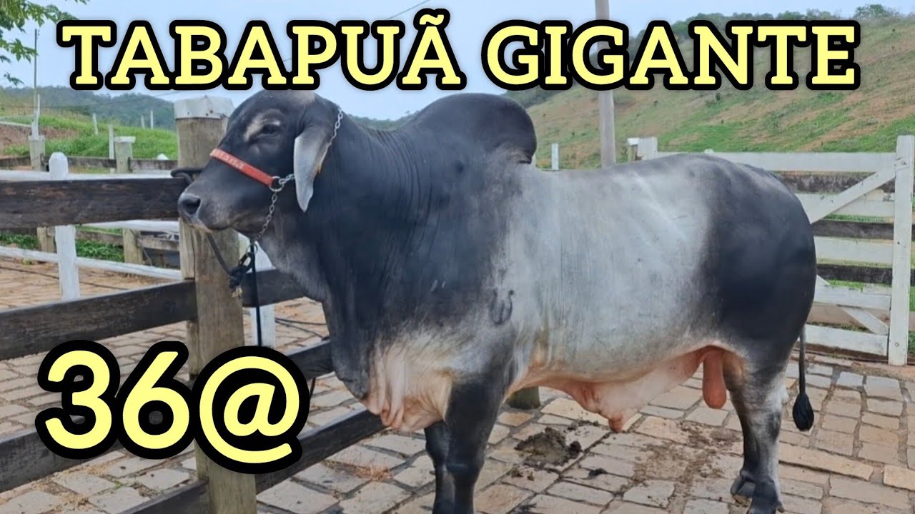 BOI GIGANTE !😱😱😱