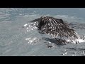 Beaver at burnaby lake bc canada 2022 06 16