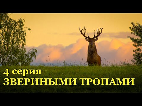 ЗВЕРИНЫМИ ТРОПАМИ (4 серия)