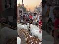 Meerut Mandi #azharvlogs #goat #animals #viral #trending #goatmarket #bakr #shortsvideo #viralshort