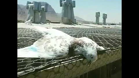Falcon Attack Pigeon.. - DayDayNews