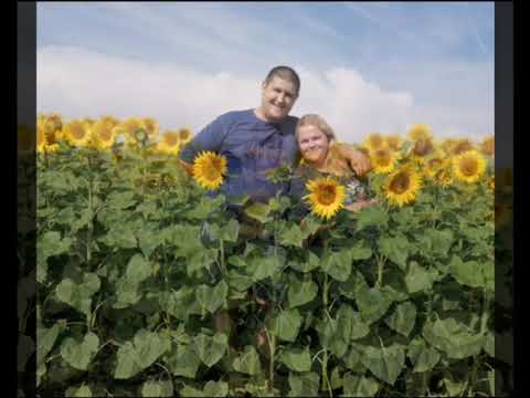Подсолнухи 🌻🌻🌻