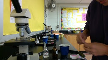 Diffusion State Lab Red Onion Cells