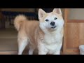 帰りが遅い猫を心配して怒りだす柴犬 Momo Is Worried About Her Cat Coming Home Late