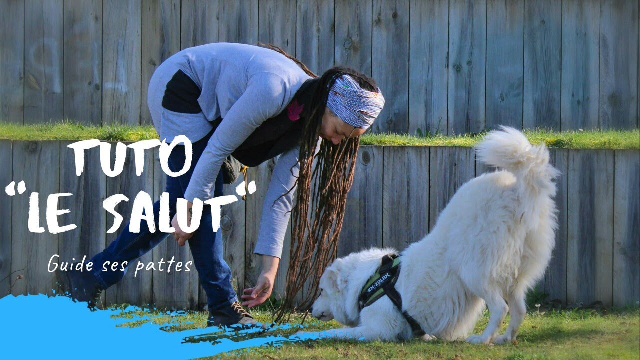 Tuto Apprendre "le Salut" à Chien Sourd et Aveugle. YouTube