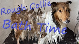 Rough Collie Bath Time