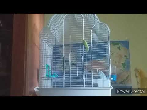 Video: De Ce Nu Mănâncă Papagalul