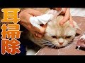 【猫の耳掃除】嫌がるどころか気持ち良くなるやり方とは！？ - How to Groom a Cat's chin & Ears | Cat Care -