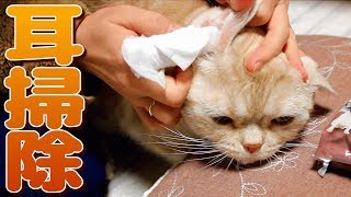 【猫の耳掃除】嫌がるどころか気持ち良くなるやり方とは！？ - How to Groom a Cat's chin & Ears | Cat Care -