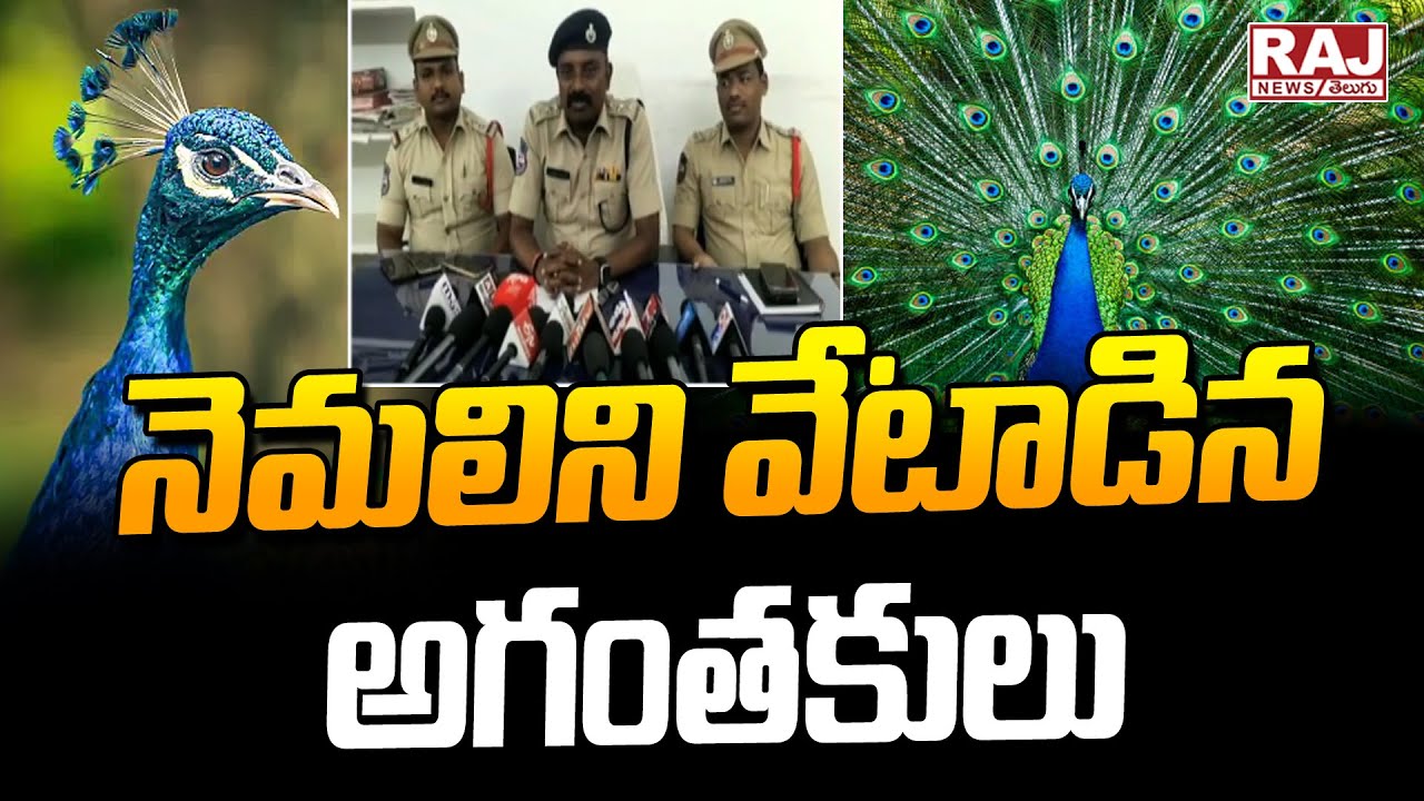 నెమలిని వేటాడిన అగంతకులు | Police Arrested Peacock Hunters | Jagtial ...