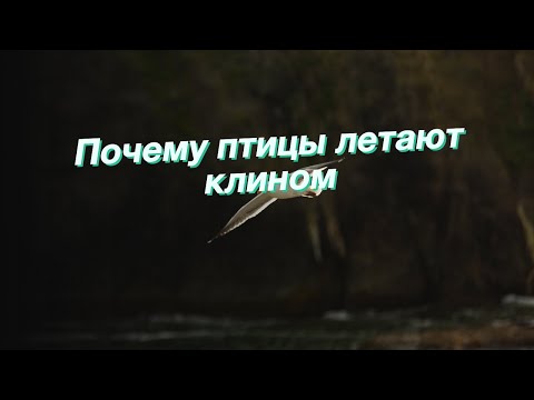 Почему птицы летают клином