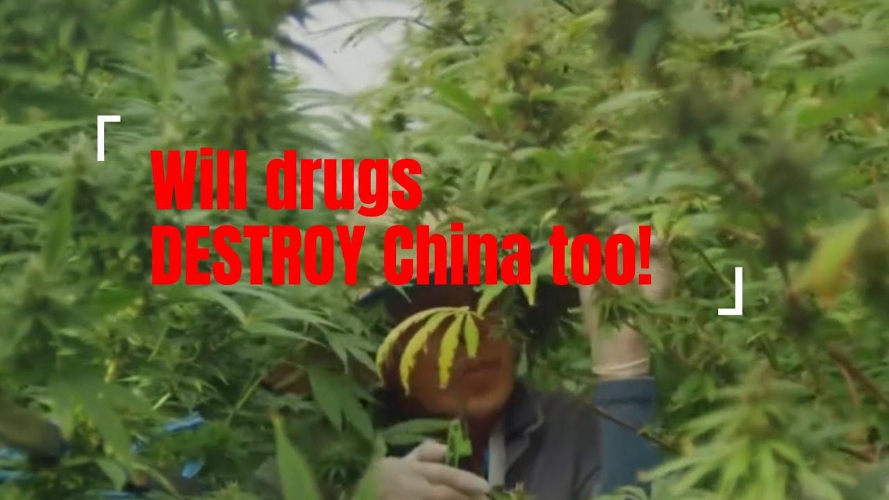 Will drugs DESTROY China too!