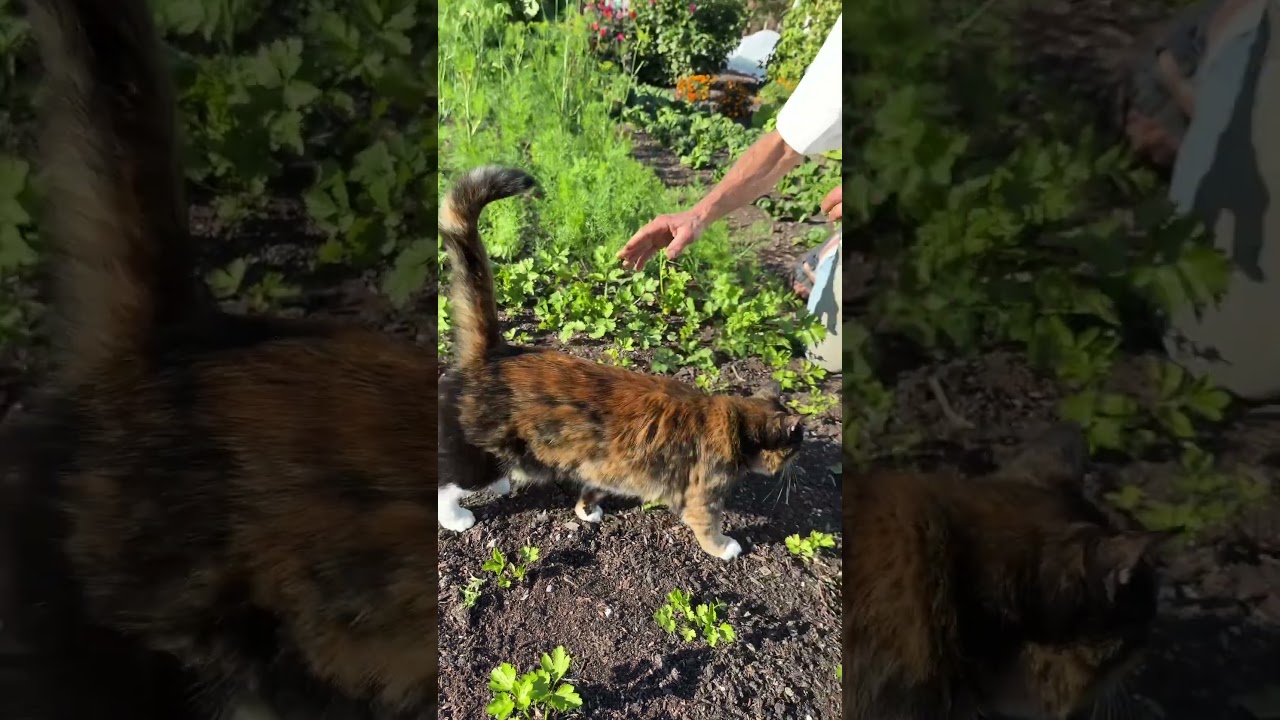 How to Grow Autumn Herbs for Sweet Flavour and Winter Harvests