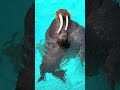 セイウチ親子　ママの牙を吸って甘える赤ちゃん🤎　鴨川シーワールド