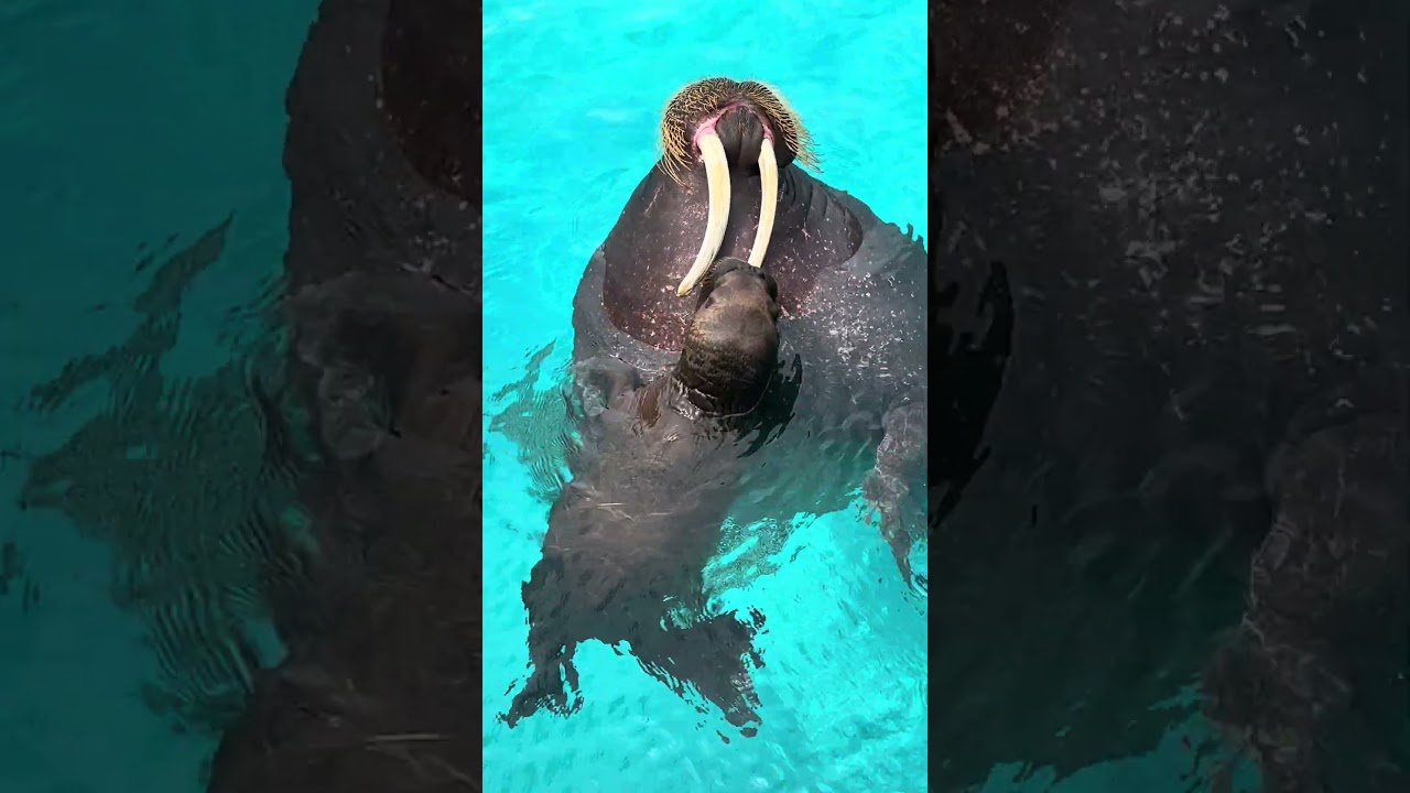 セイウチ親子　ママの牙を吸って甘える赤ちゃん🤎　鴨川シーワールド